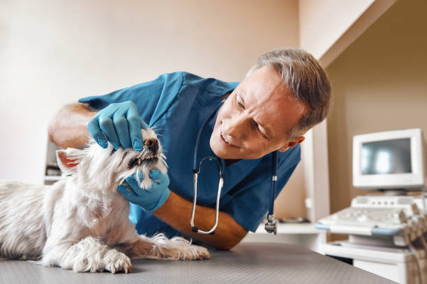 Best Same-Day Emergency Dentist in Berthoud, CO